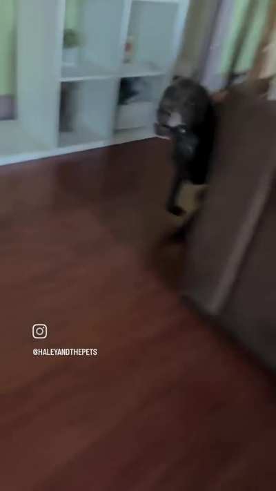Asking a dog for his paw