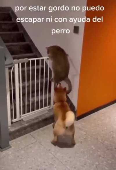 To jump over the barrier.