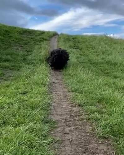 ? ? A black Komondor ? ?