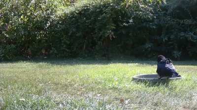 ? Clever crow outsmarts two vultures with one move