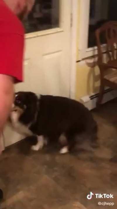 Dogs can’t understand english