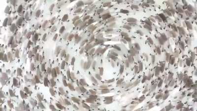 ? Reindeer Tornado! A herd of Reindeer stampeding in circle to make it impossible to target an individual for the predator. Fawns are in the middle. Video from Russia’s Kola Peninsula, in the Arctic Circle.