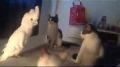 The True Nature of the Meowing Parakeet Exposed