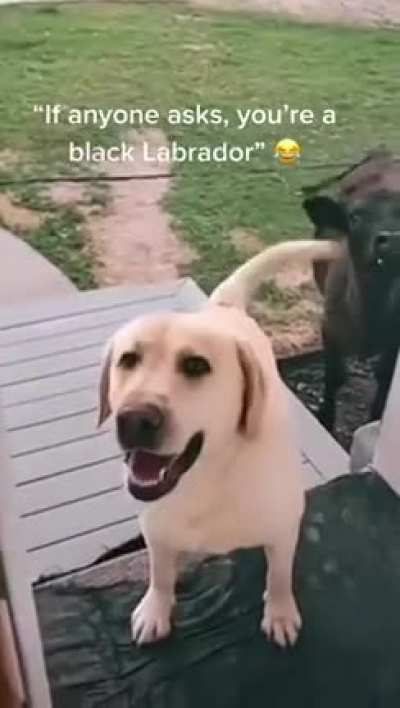 Dog invites friend over ??