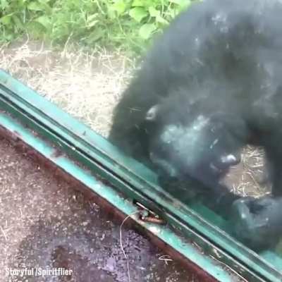 Chimp asking lady to pour him a drink through a crack