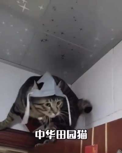 Easy way to recognize where the cat comes from?