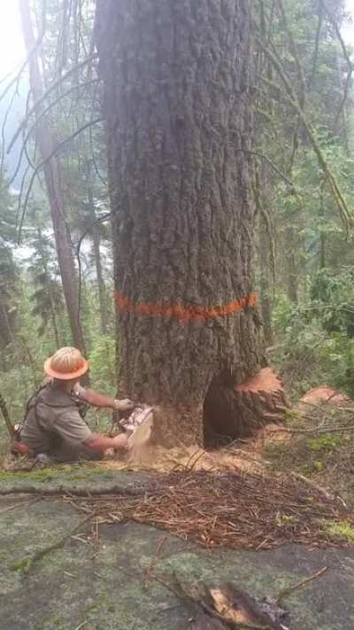 Tree splitting in half