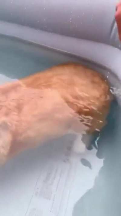 That chonky butt really floats ?