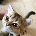Cat.