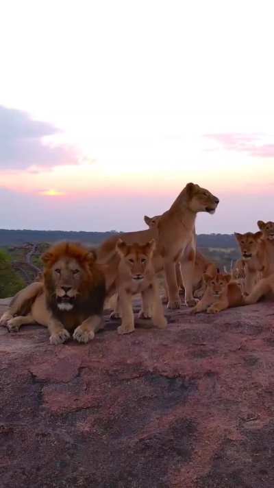 ? Real life Lion King