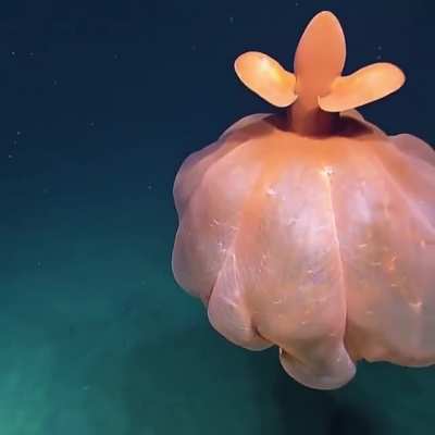 ? Dumbo Octopus seen 1600 meters below in the Pacific Ocean
