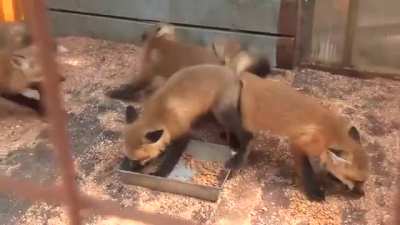 Excerpt from Abroad in Japan's "Fox Village, Japan: Cutest Place on Earth"