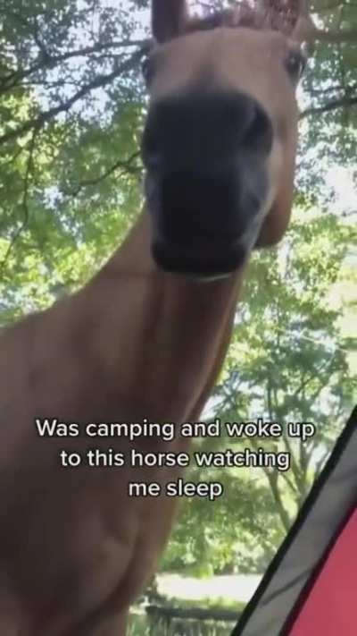 Halloo Hoooman. Horse pays a visit on a sleeping camper??? ~S~