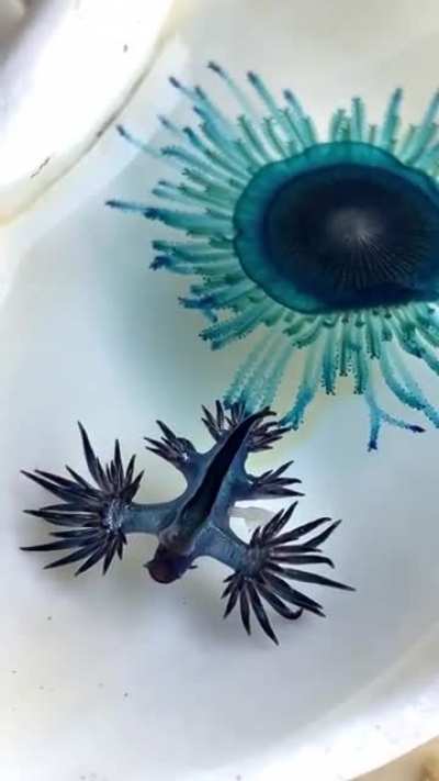 ? This is a Glaucus Marginatus (Front) & Porpita Porpita (Back) ?