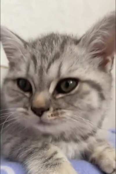 Little Squeaker