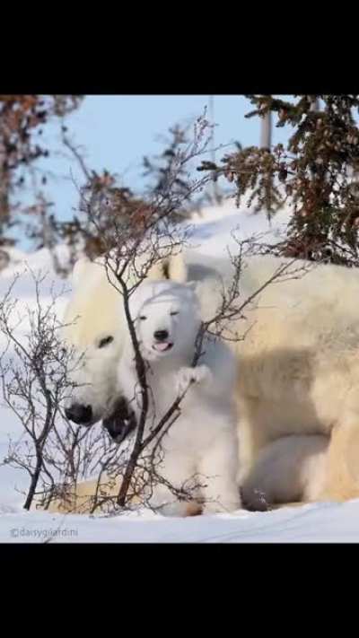 ? Polar bear momma and cub, Wspusk National Park, Canada ?