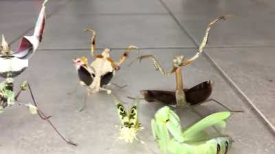 ? Eerie Mantis Congregation
