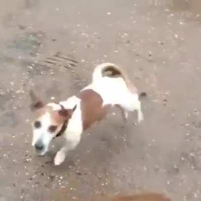Just a dog playing with a canister...