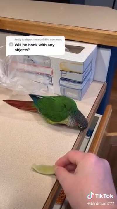 Bird go Bonk