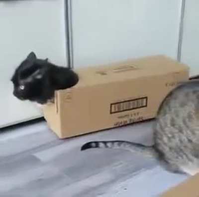 Cat bus coming thru