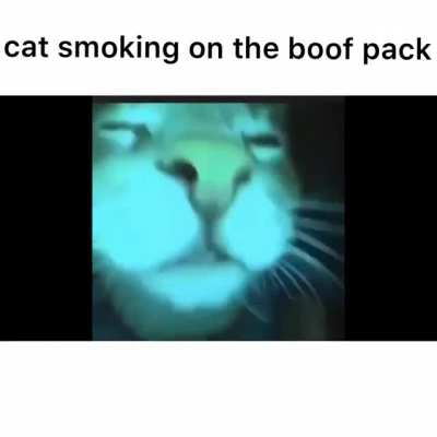 My cat smokes ?