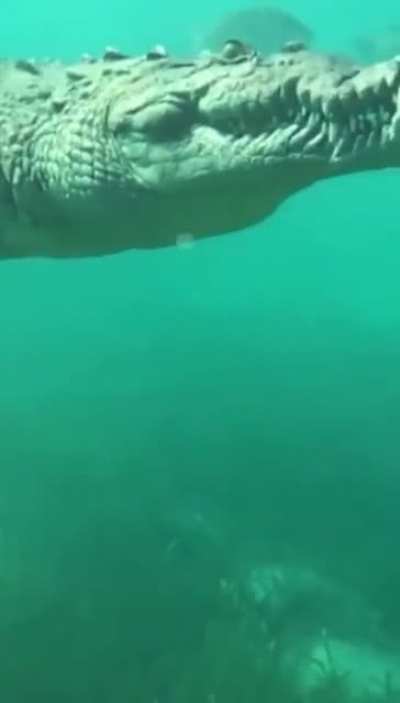 Massive salt water croc casually swimming by a scuba diver