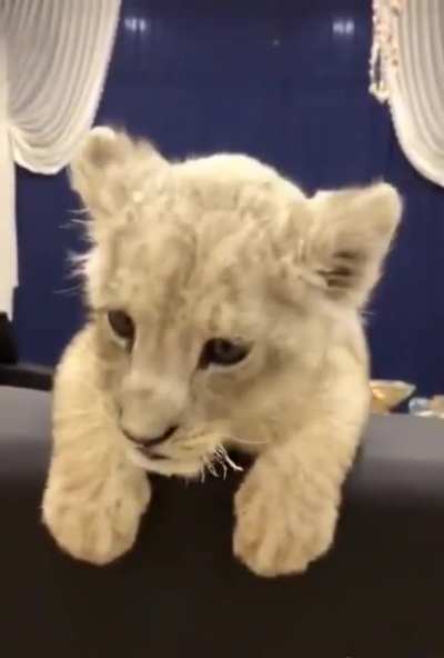 Working on my ROAR?