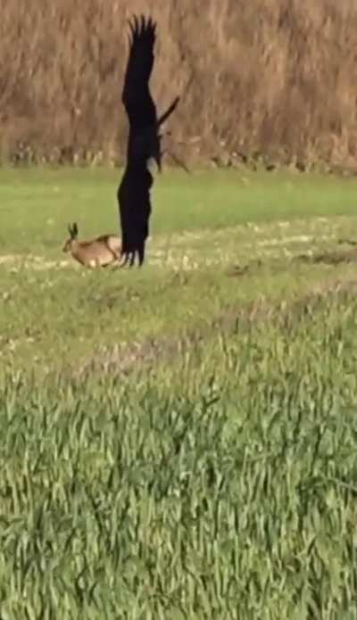 Hare dodges attack from an Eagle