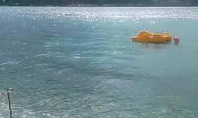 ? Mediterranean Monk Seal lounging at the beach on Samos Island in Greece.