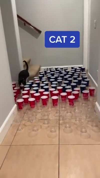 Not all cats are the same