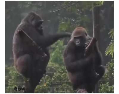? Family drama between gorillas ?