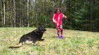 This dog protects his kid!