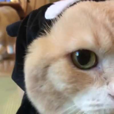 "Human, we gotta talk. This is a stupid outfit."