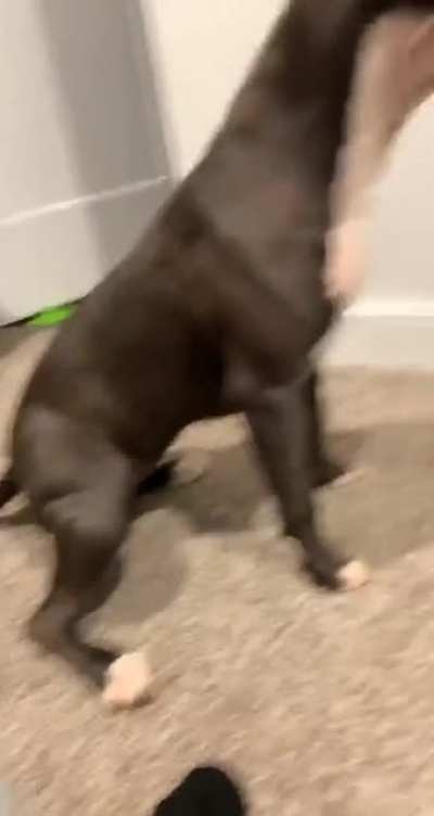 "Hooman... what kind of sorcery is this?"