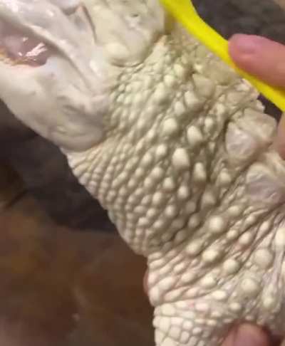 ? I’ve never seen an alligator so happy ?