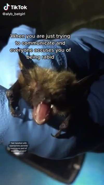 Bat noises