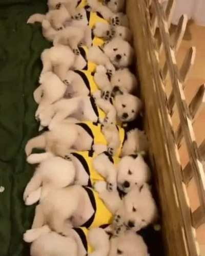 When all the puppies wake up from their nap at once...