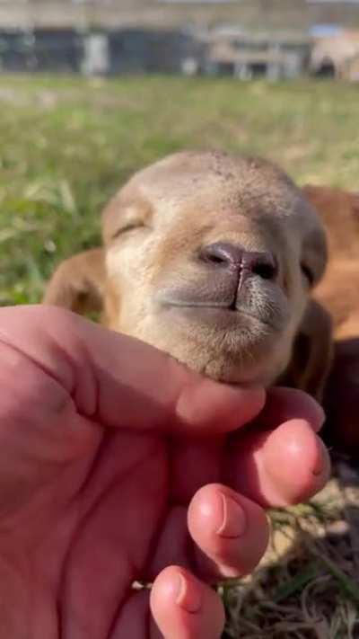 Cute baby lamb ??
