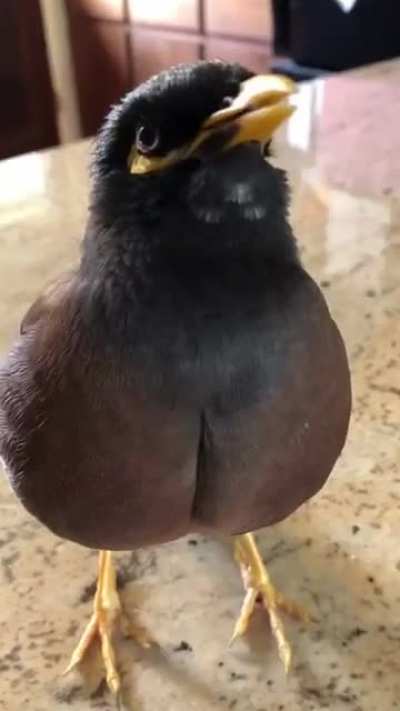 A big fat cheeecken!