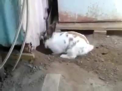 ? This rabbit saving a cat who couldn’t find its way out