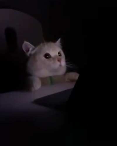 When Dark mode user accidentally turn light mode on