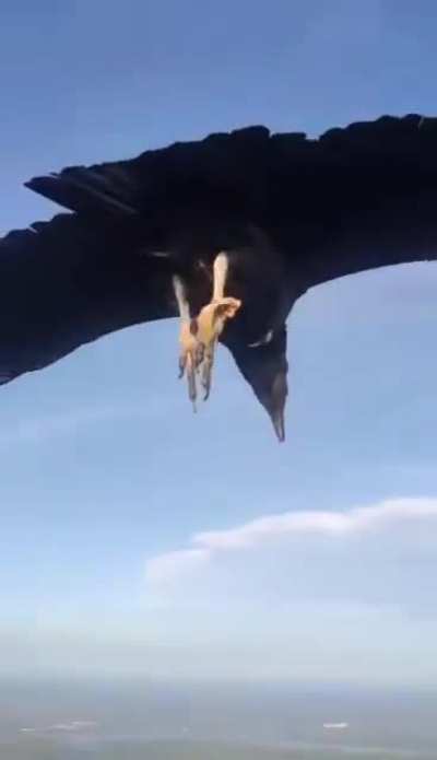 Flyyy like an eagle
