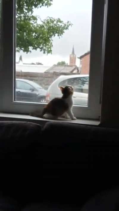 my little cat Remi is hunting a fly?