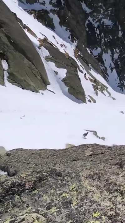 ? Goat sprinting down a mountain