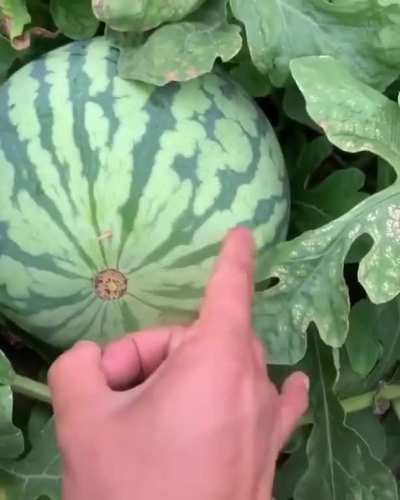 Efficient use of a toothpick