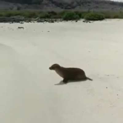 ? Sea Lion is just too lazy to care.