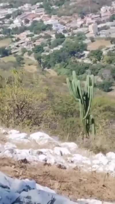 hacking a cactus plant