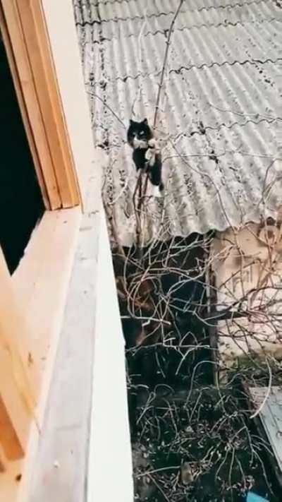 Mission: Impurrsable