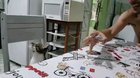 The magic trick made for a very confused kitty