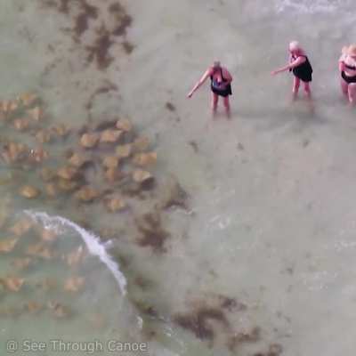 ? Three very animated women pointing at a migrating fever of rays at the beach in Florida